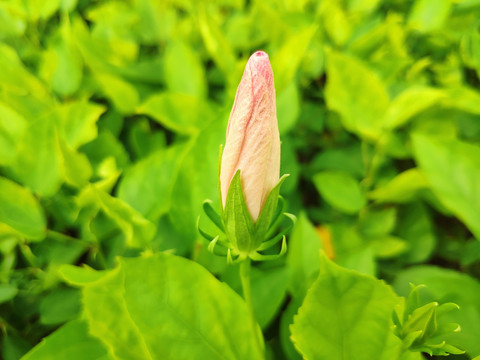 扶桑花苞