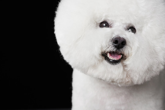 比熊犬