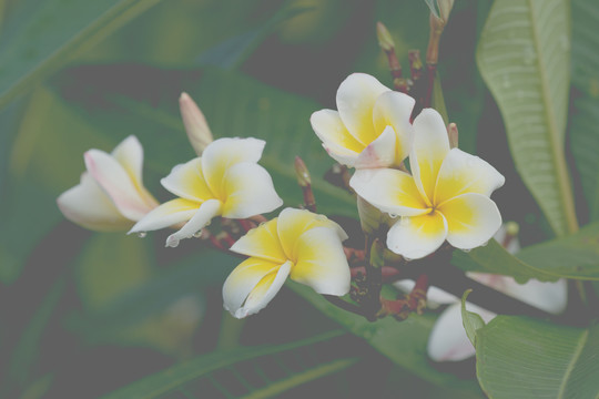 鸡蛋花