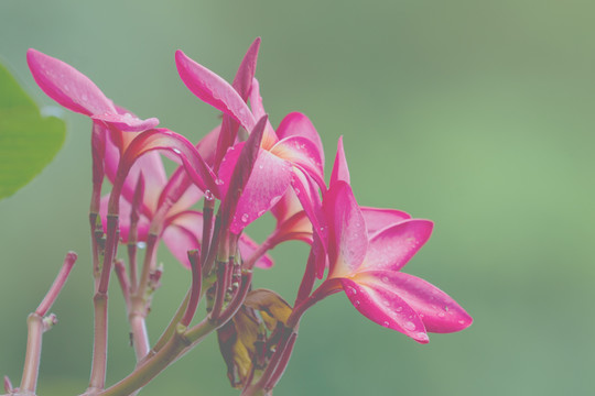 鸡蛋花