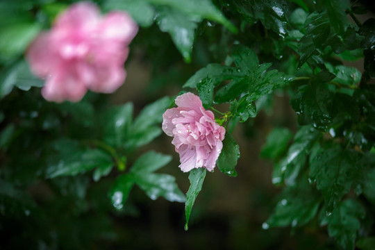 木槿花