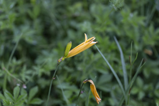 黄花菜花黄花金针野菜花特写