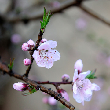 桃花开