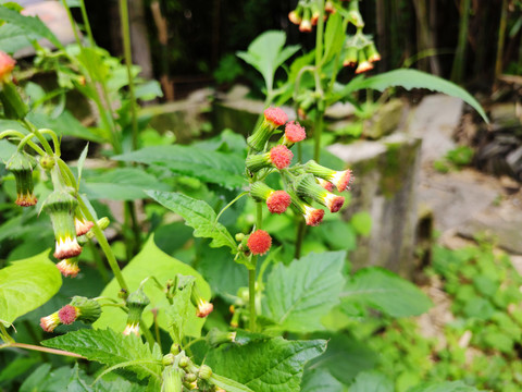 野茼蒿