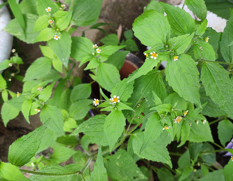 牛膝菊