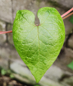 蕺菜