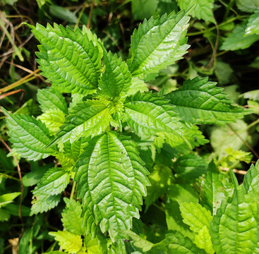 透茎冷水花