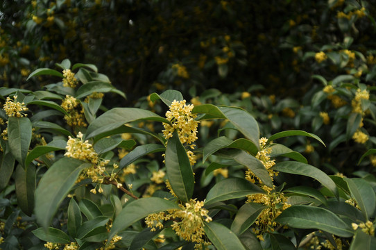 桂花树