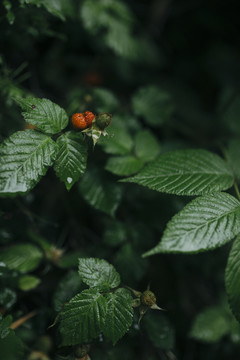 雨中小景