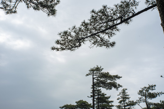 天柱山奇松