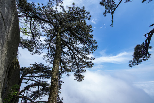 天柱山奇松