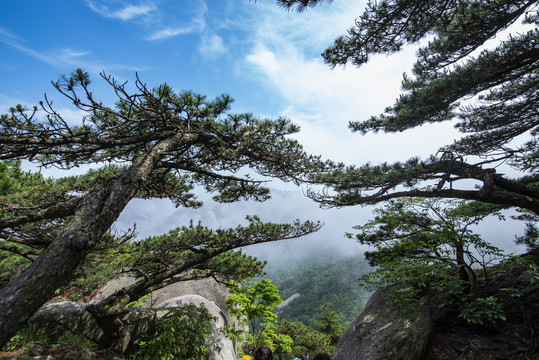 天柱山奇松