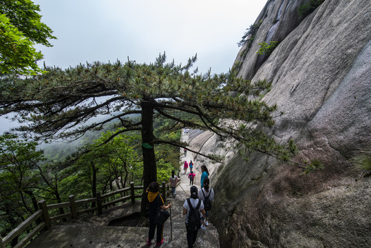 天柱山奇松