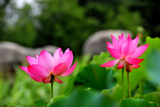 荷花背景