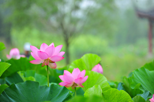 荷花荷叶