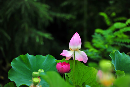 荷花