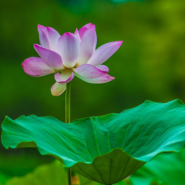 荷花莲花特写