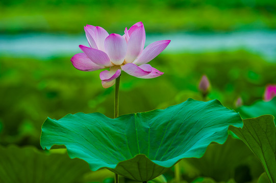 荷花莲花红莲