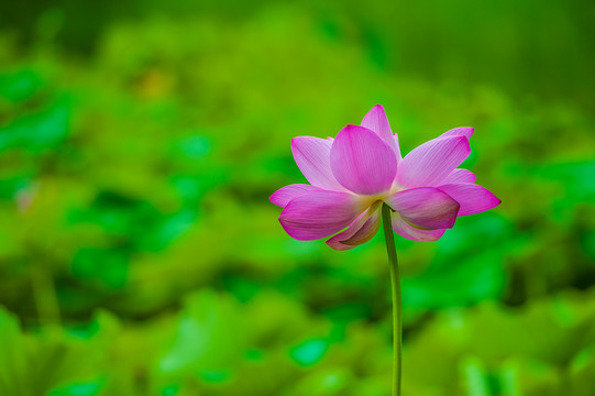 荷花莲花红莲