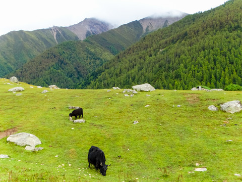 高山牧场