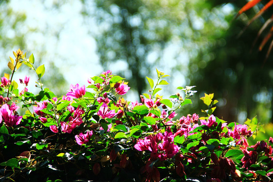 海南公园花卉