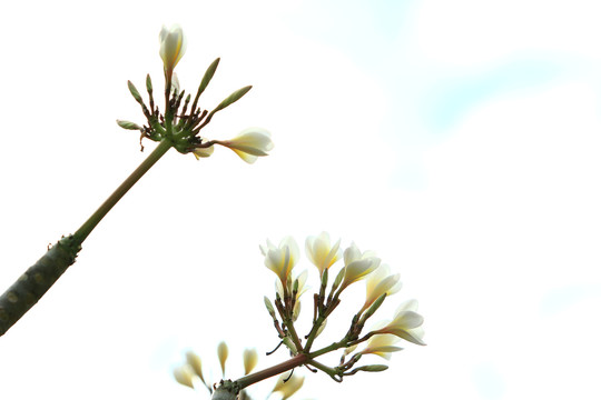 鸡蛋花摄影