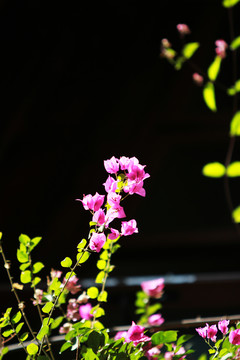 海南风情花卉