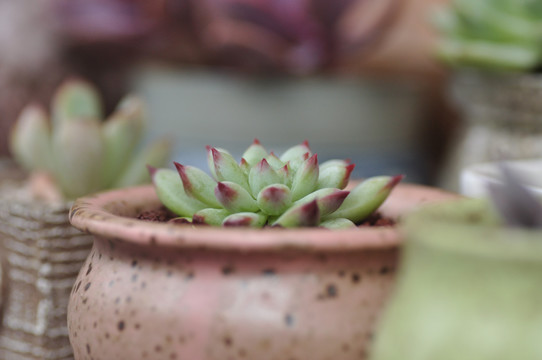 多肉植物