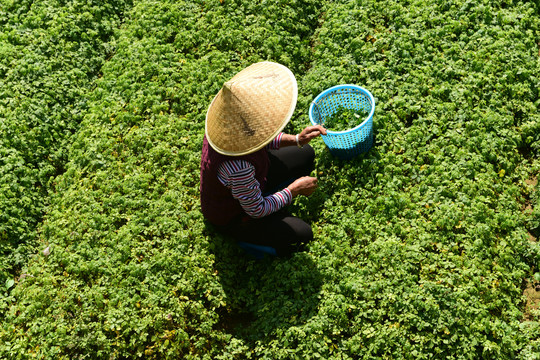 绞股蓝茶