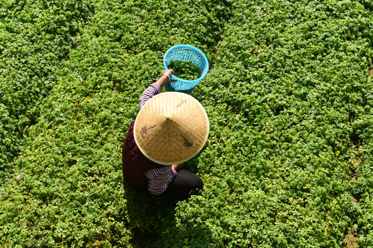 绞股蓝茶