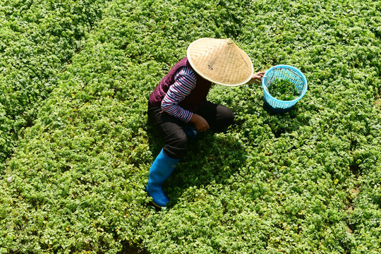 绞股蓝茶