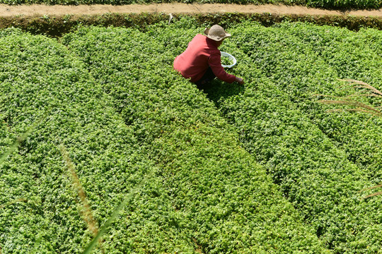 绞股蓝茶