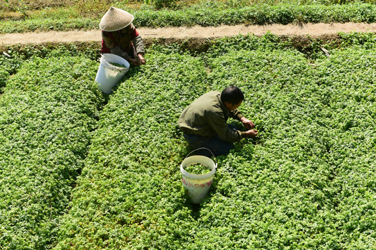 绞股蓝绿茶