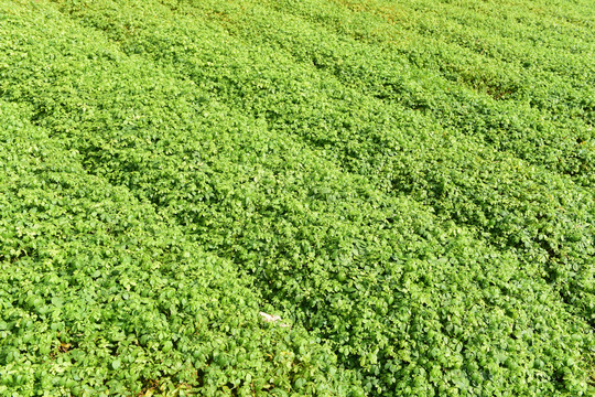 绞股蓝茶种植基地