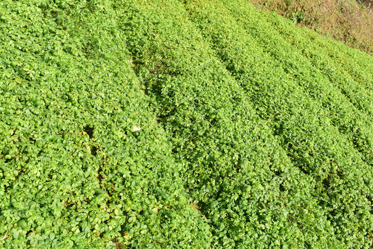 绞股蓝茶种植基地