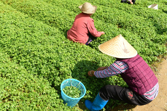 绞股蓝茶种植基地