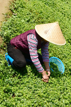 绞股蓝茶种植基地