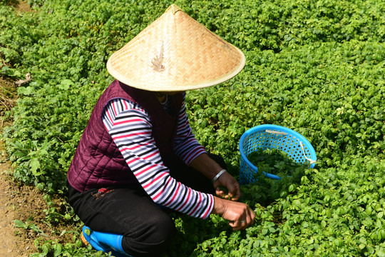 绞股蓝茶种植基地