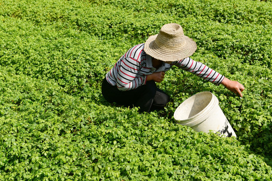 绞股蓝茶种植基地