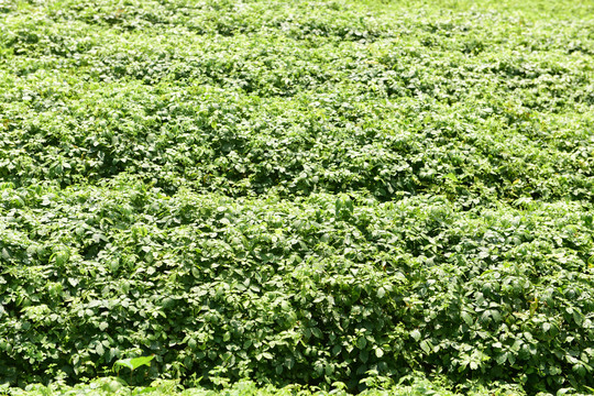 绞股蓝茶种植基地