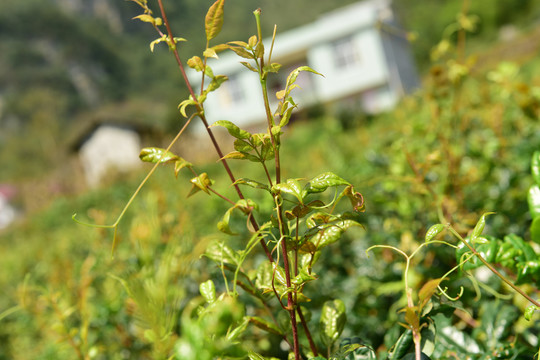 藤本藤茶野茶