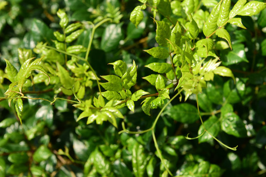 藤本藤茶野茶