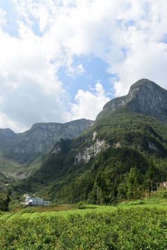 大山种植藤茶绞股蓝