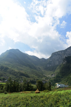 大山种植藤茶绞股蓝