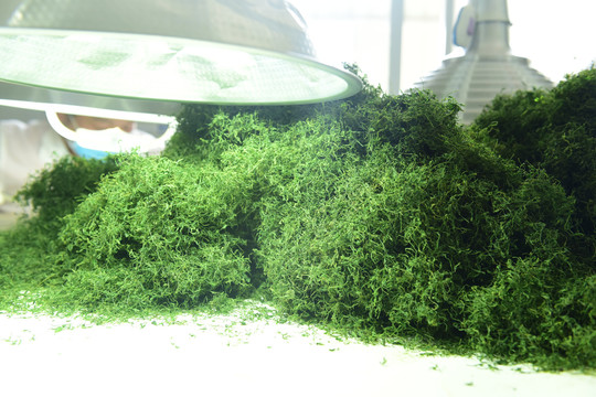 絞股藍茶