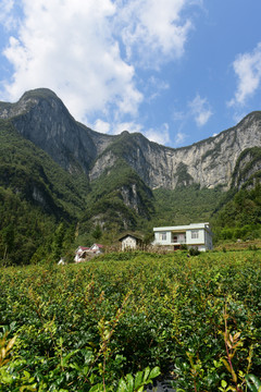 大山种植藤茶绞股蓝