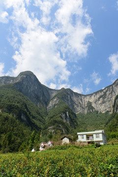 大山种植藤茶绞股蓝