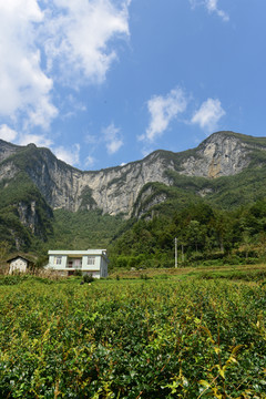 大山种植藤茶绞股蓝