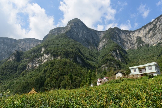 大山种植藤茶绞股蓝