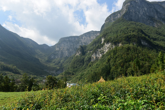 大山种植藤茶绞股蓝